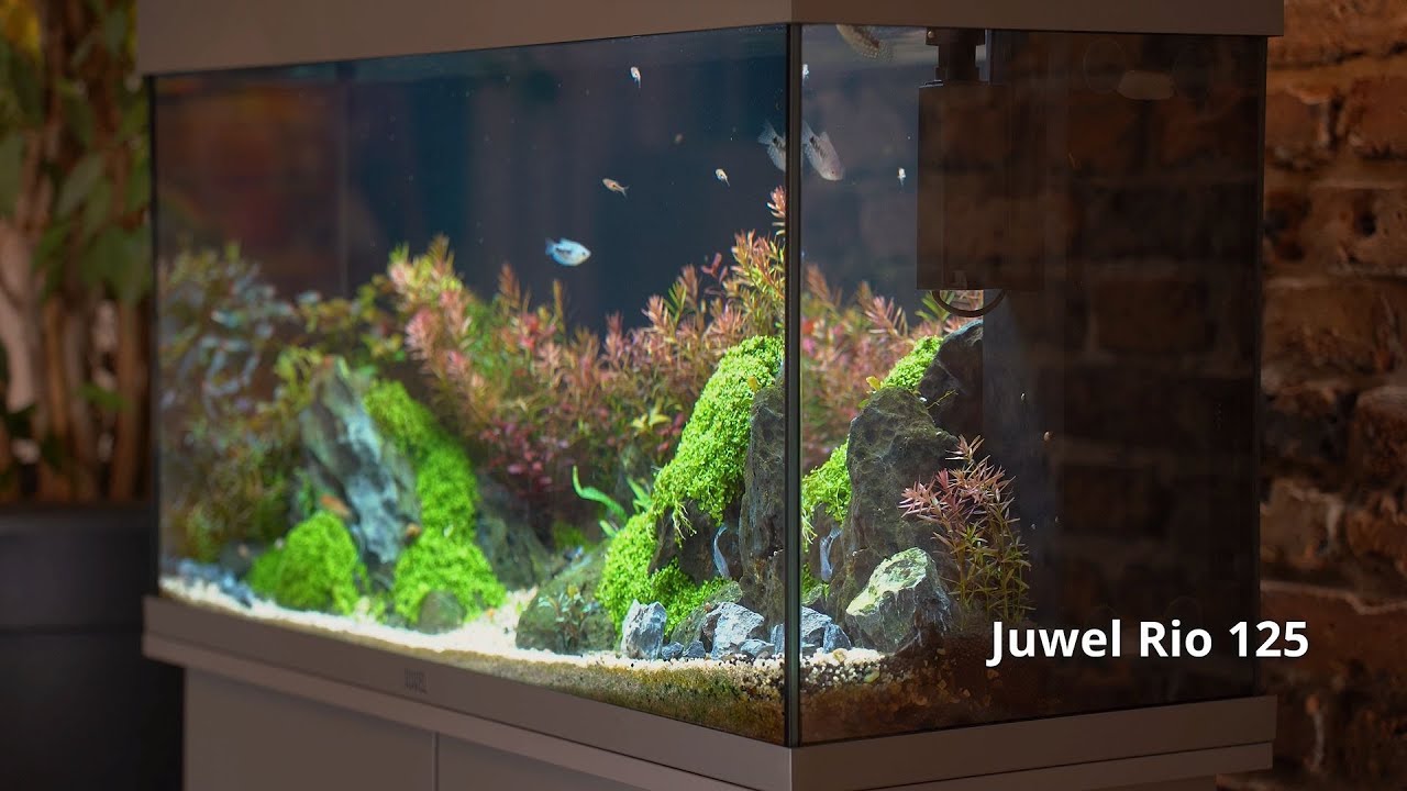 Juwel Rio 125