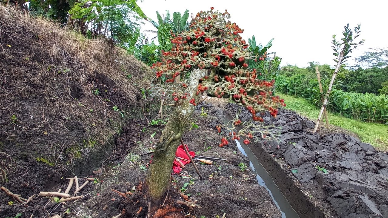 bonsai murbei berbuah lebat dan batang besar bakal jadi bonsai juara