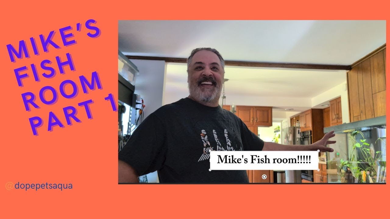 Fishroom tour of mike's home tanks