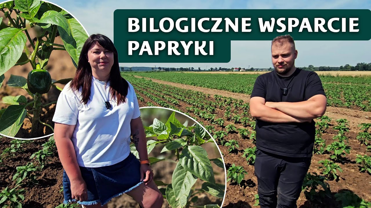 Produky bilogiczne w uprawie papryki
