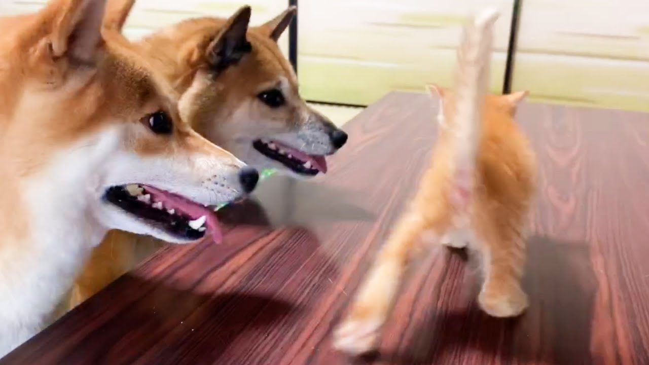 大好きな子猫が目の前に♡散歩に行くよと言われた柴犬がとった行動は…。Is it a kitten or a walk?