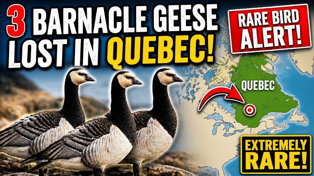 EXTREMELY RARE: 3 Barnacle Geese Lost in Quebec! (Rare Bird Alert)
