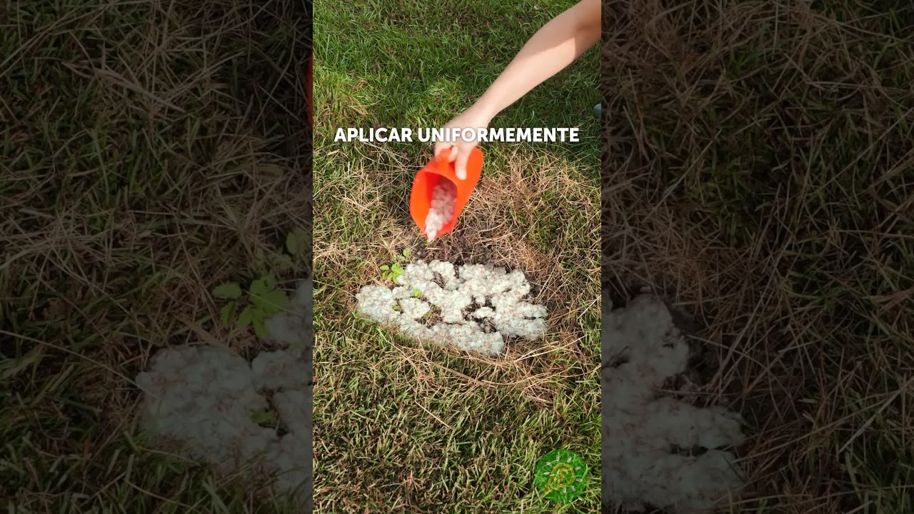 Formas Creativas de Acicalar la Decoraci&oacute;n de tu Jardin 🌿