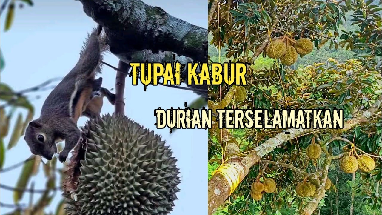 Cara Mengatasi Hama Tupai Pada Buah Durian