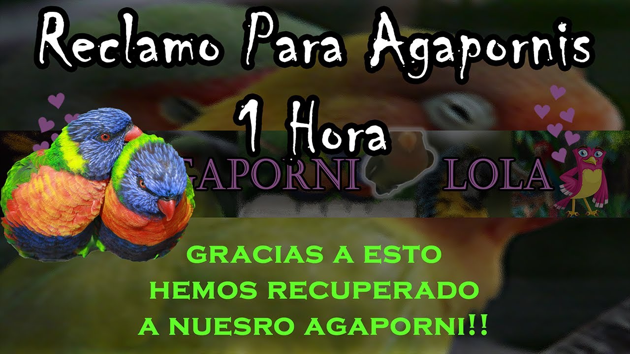 CANTO DE AGAPORNIS / RECLAMO PARA AGAPORNIS 1 hora -SONIDO Agapornis Video