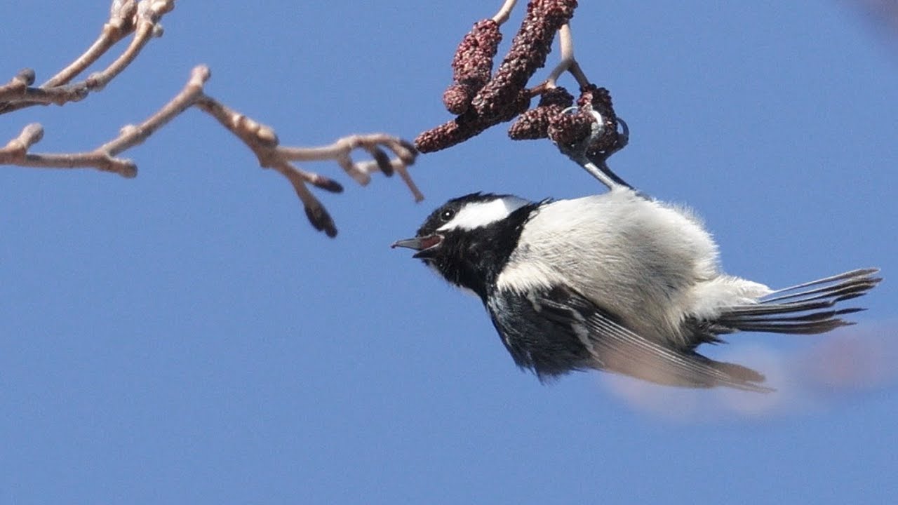 ヒガラ　鳴き声　美しい日本の野鳥　3月
