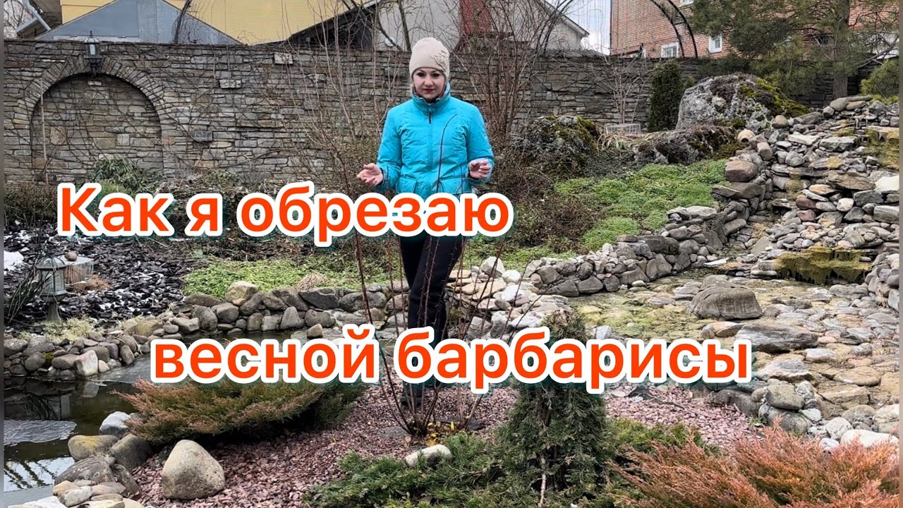 Как я обрезаю весной барбарисы(Украина)