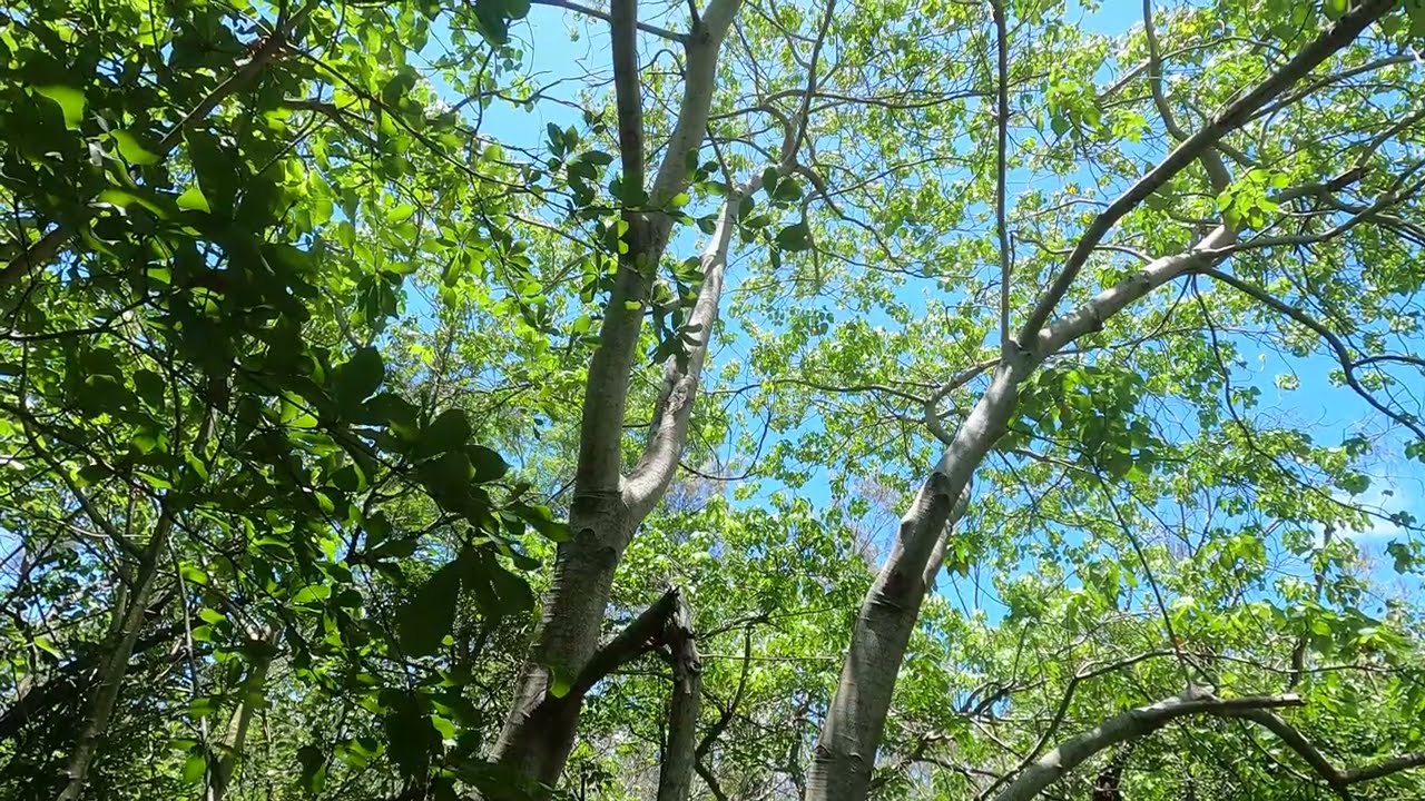 Through The Trees