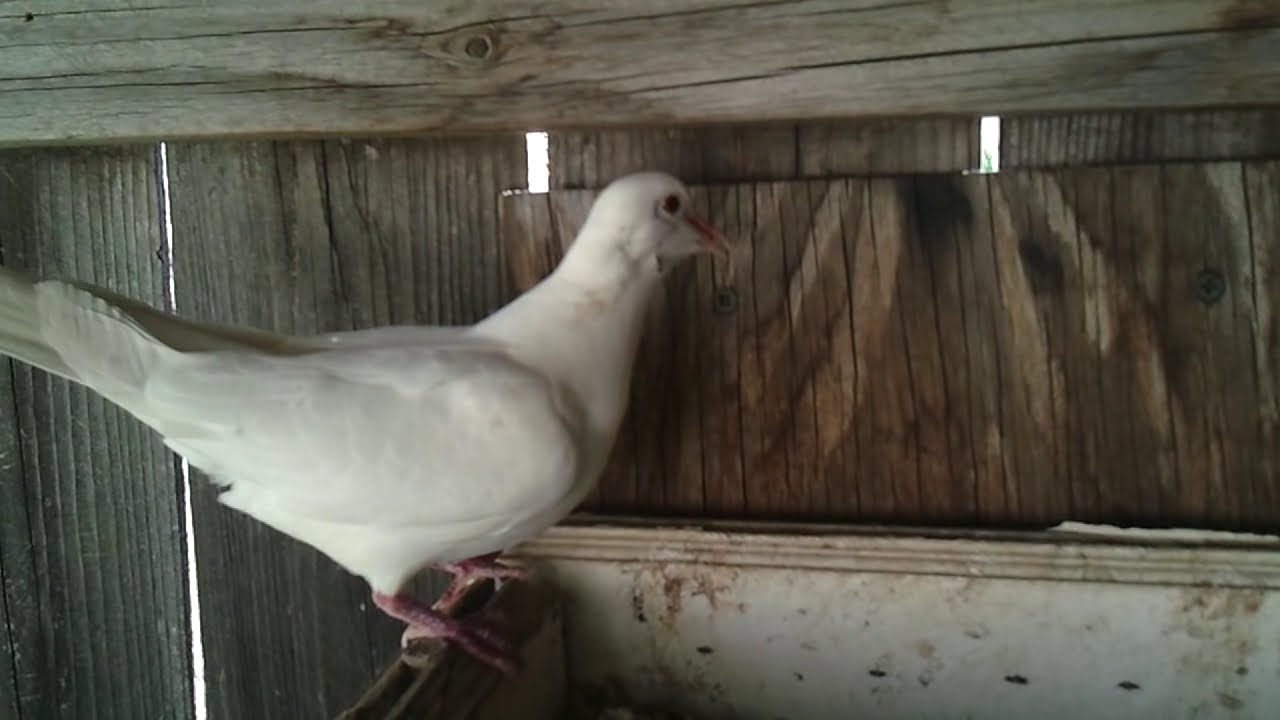 A look at my Doves