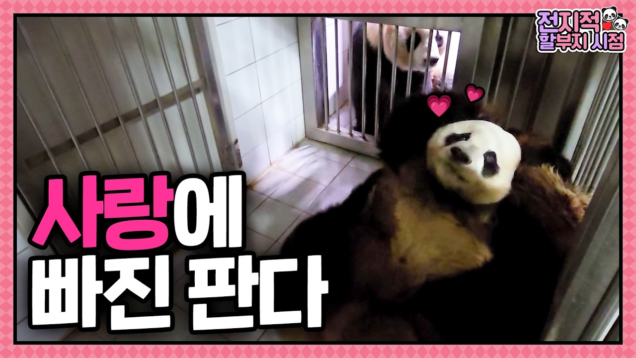 사랑에 빠진 판다가 얼마나 사랑스럽게요💗  | 전지적 할부지 시점 ep.251
