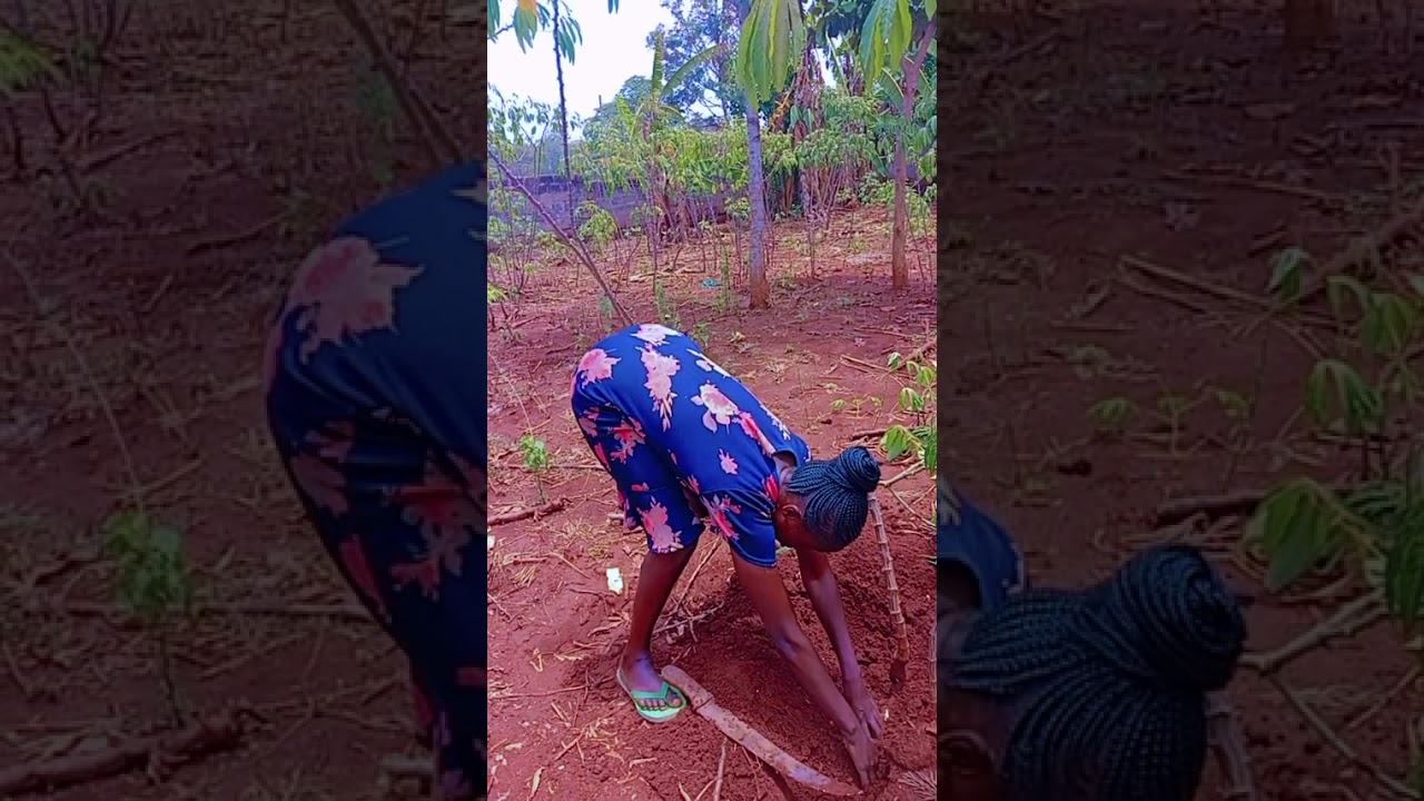 The ka feeling of knowing how to harvest casavah alone 💓💕❤️😘