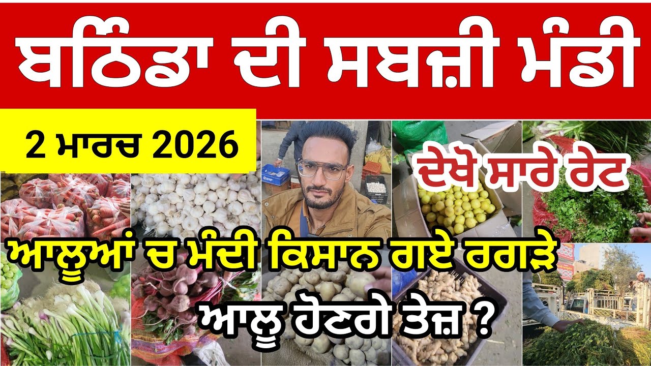Bathinda Sabji Mandi Price Today | ਆਲੂ ਬਿਲਕੁਲ ਮੰਡੀ ਕਿਸਾਨ ਗਏ ਰਗੜੇ। ਆਲੂ ਹੋਣਗੇ ਤੇਜ਼? ਦੇਖੋ ਅੱਜ ਦੇ ਰੇਟ