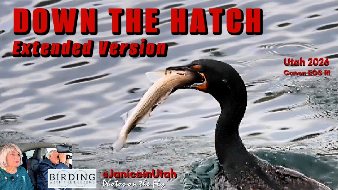 Down the Hatch Extended Version