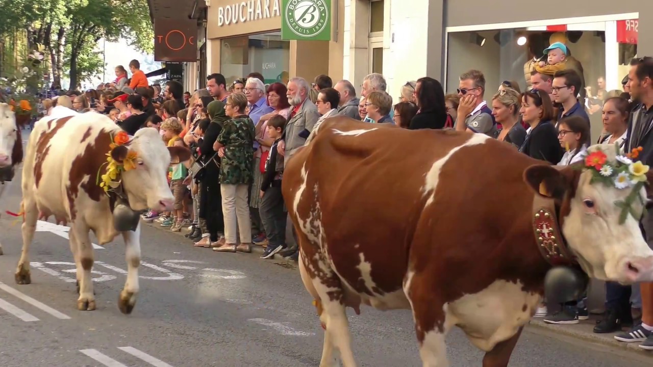 #Haute-#Savoie  #Annecy en fête le retour des #alpages 2017
