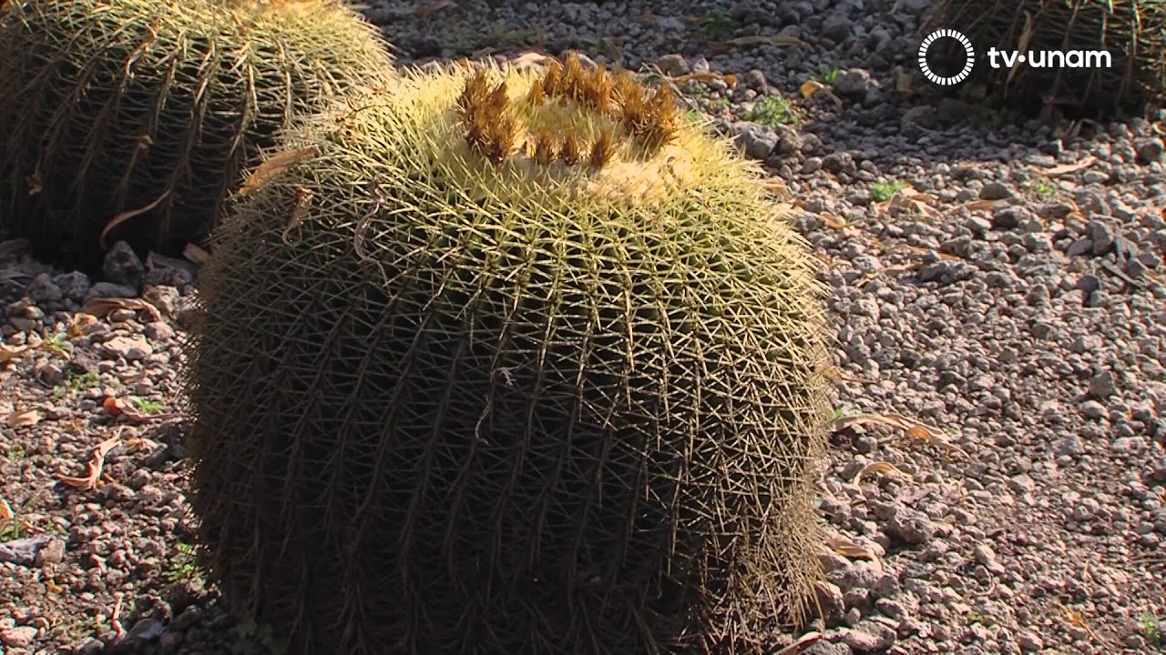 Descubre… El Jardín Botánico UNAM