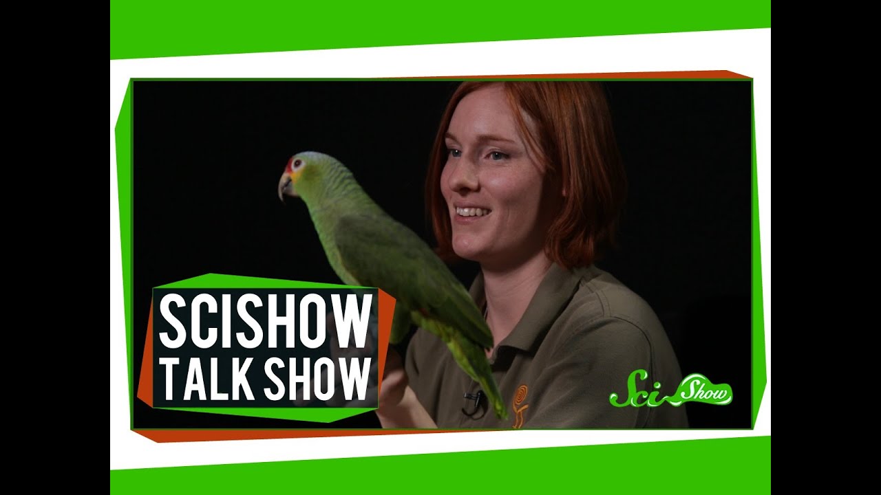 Telepathic Rats and a Red-lored Amazon: SciShow Talk Show #10