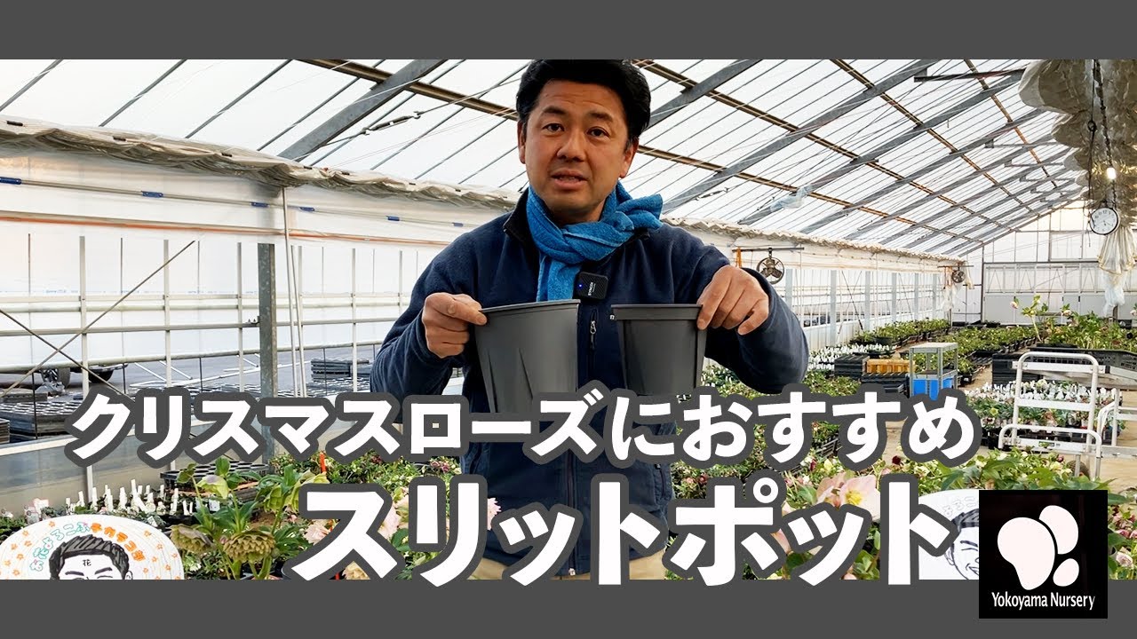 クリスマスローズを植えるのに最適！スリットポットについて　◆横山園芸 公式◆