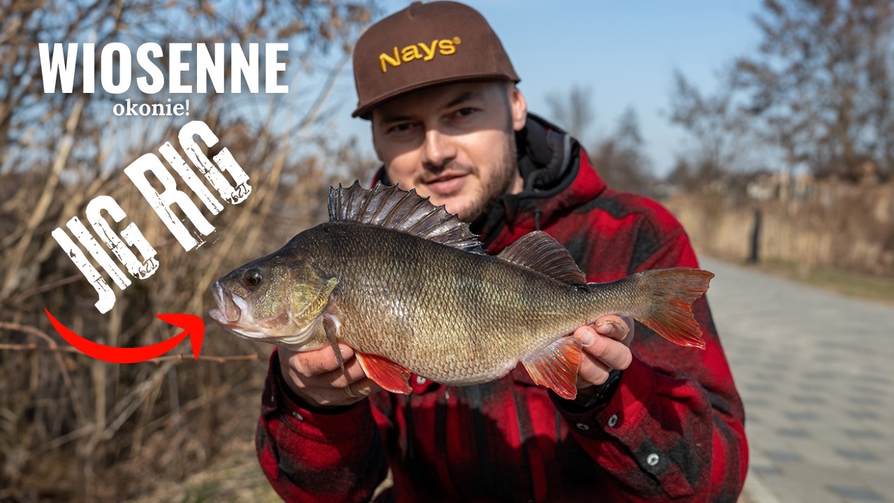 Duże OKONIE na JigRig! Pierwszy 40+ w tym sezonie! + KONKURS