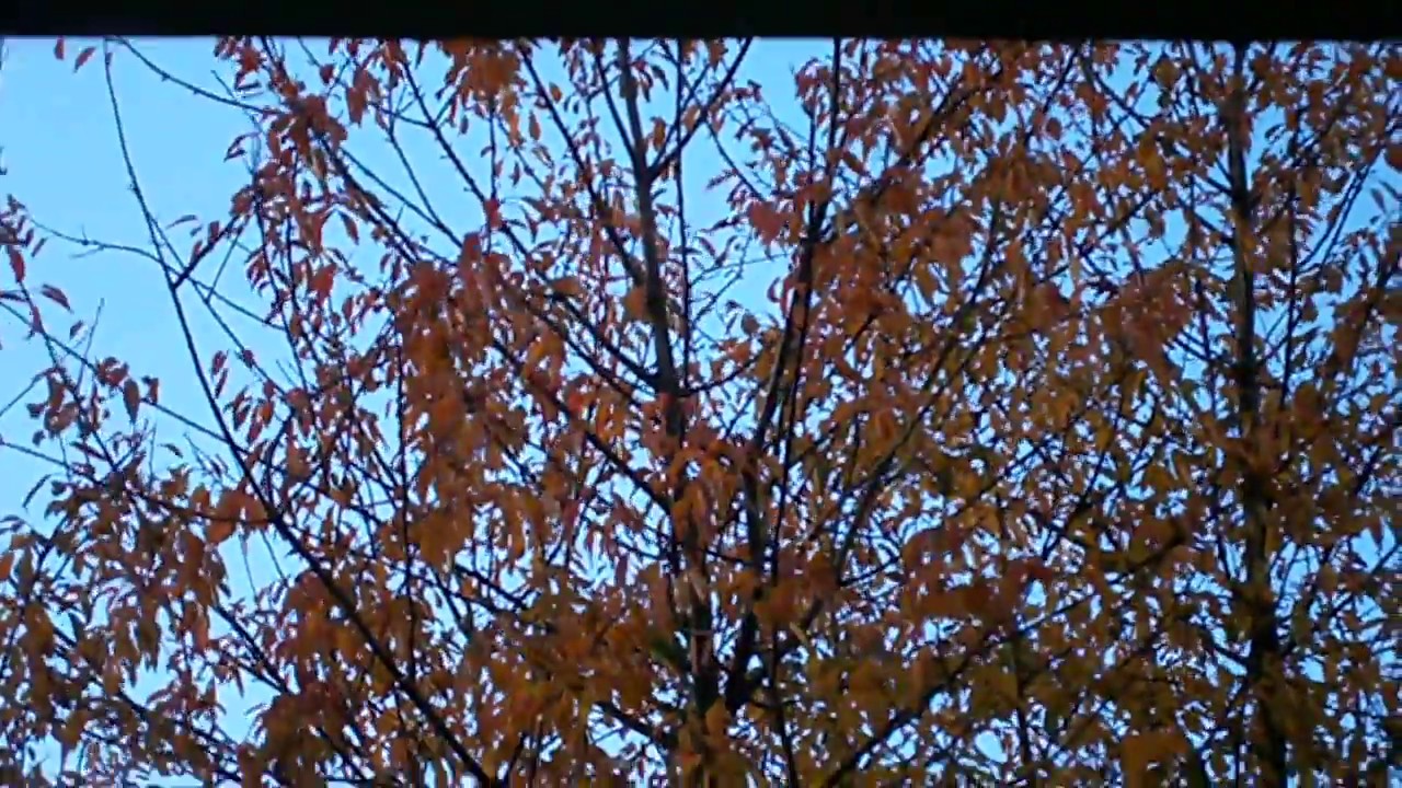 Herfstwind, zon, kleuren mijn boom, en mij...