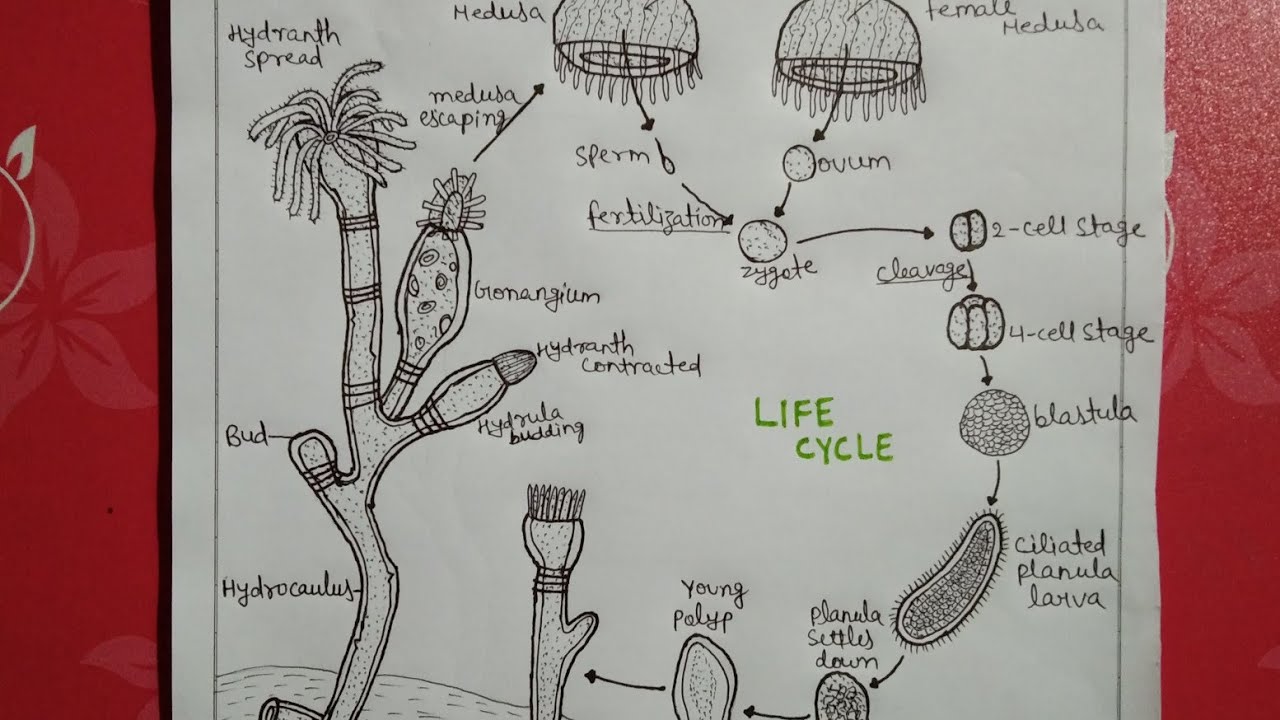 Life cycle of obelia||b.sc|| notes