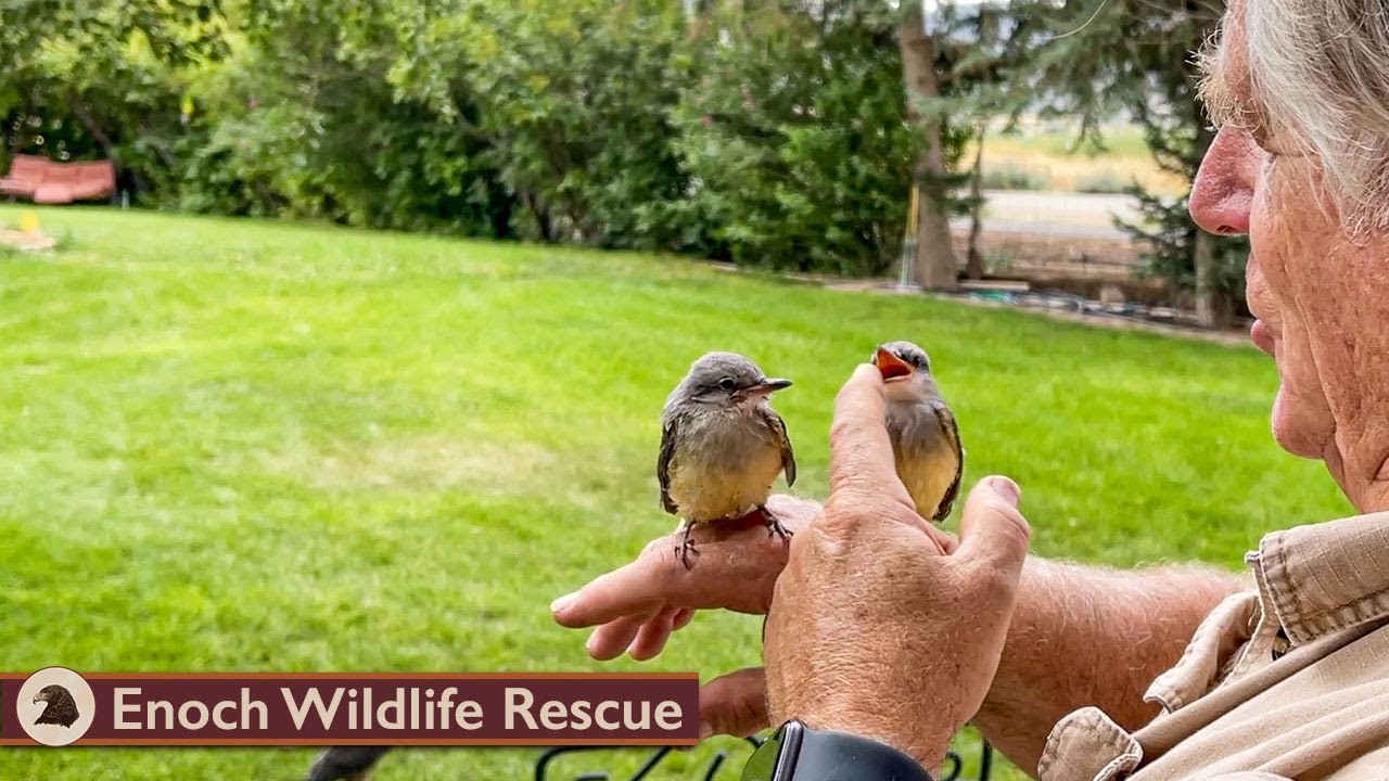All Kinds of Little Critters!