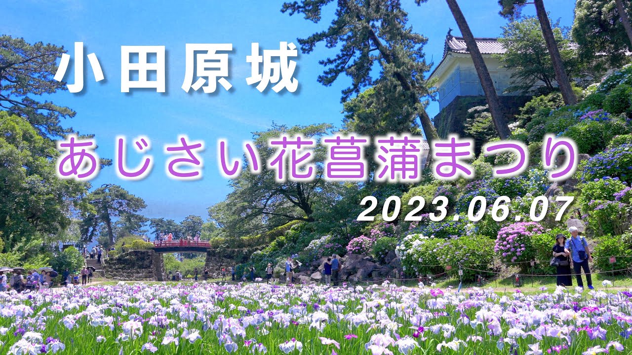 2023.06.07 小田原城 「あじさい花菖蒲まつり2023」  [4K] Odawara Castle 