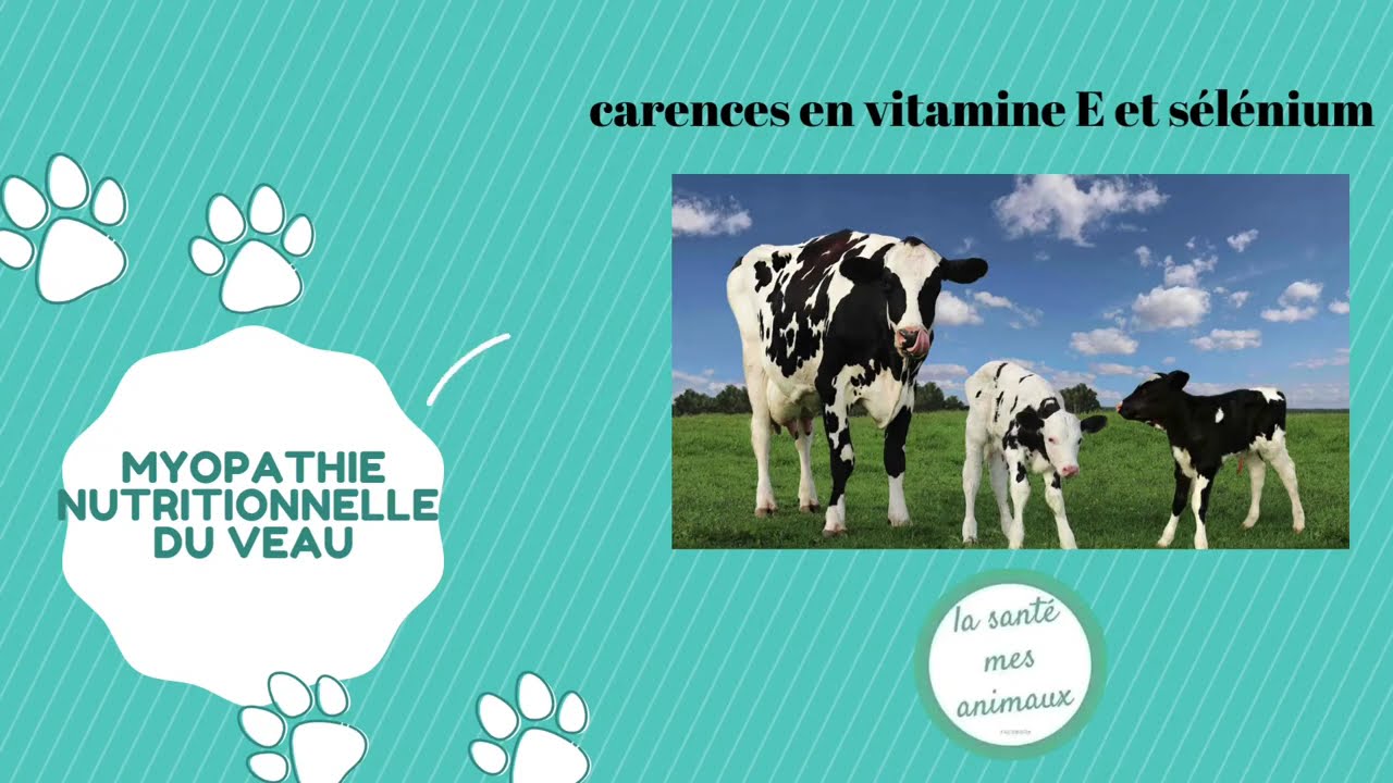 Myopathie nutritionnelle du veau 🐮 Carence en vitamine E et sélénium 🖍️