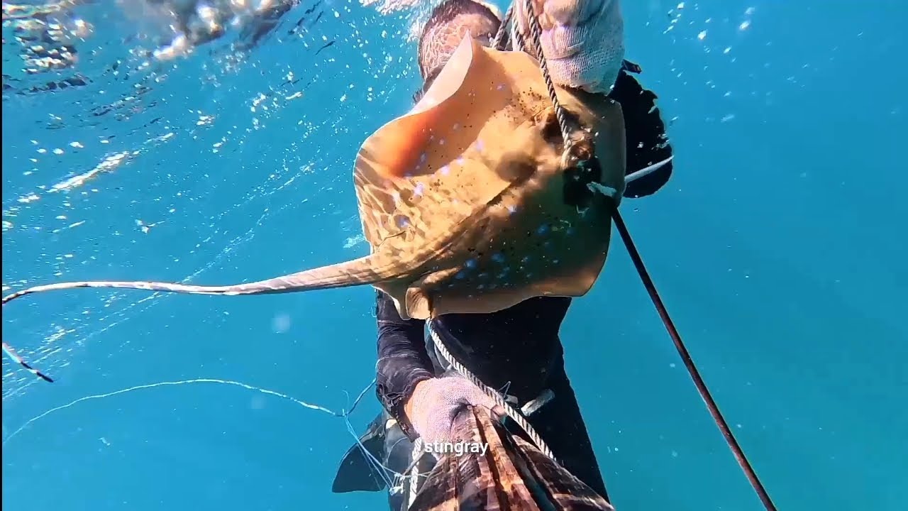 Sunday spearfishing