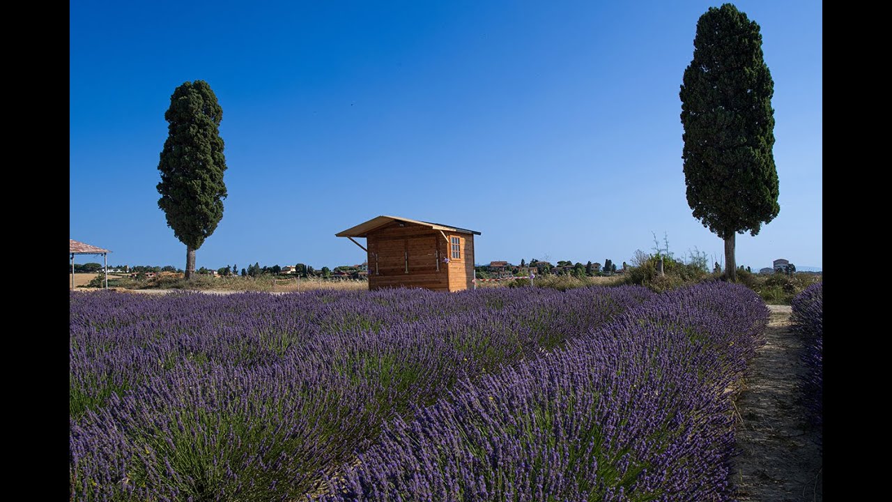 La Lavanda, Il Grano, Il Vento