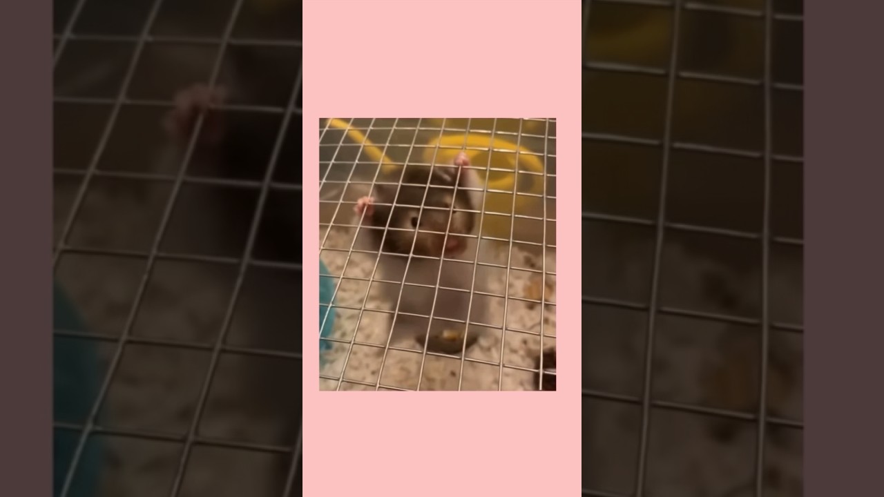 strong hamster🐹🤣#strong #hamsterbabies #funnyshorts #shortvideo #youtubeshort #subscribe
