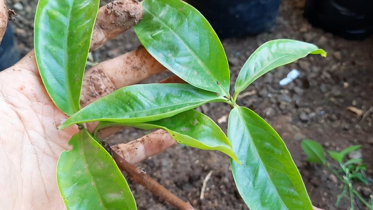 Hasil Stek Jambu Jamaika Setelah 2 Bulan dan Berdaun