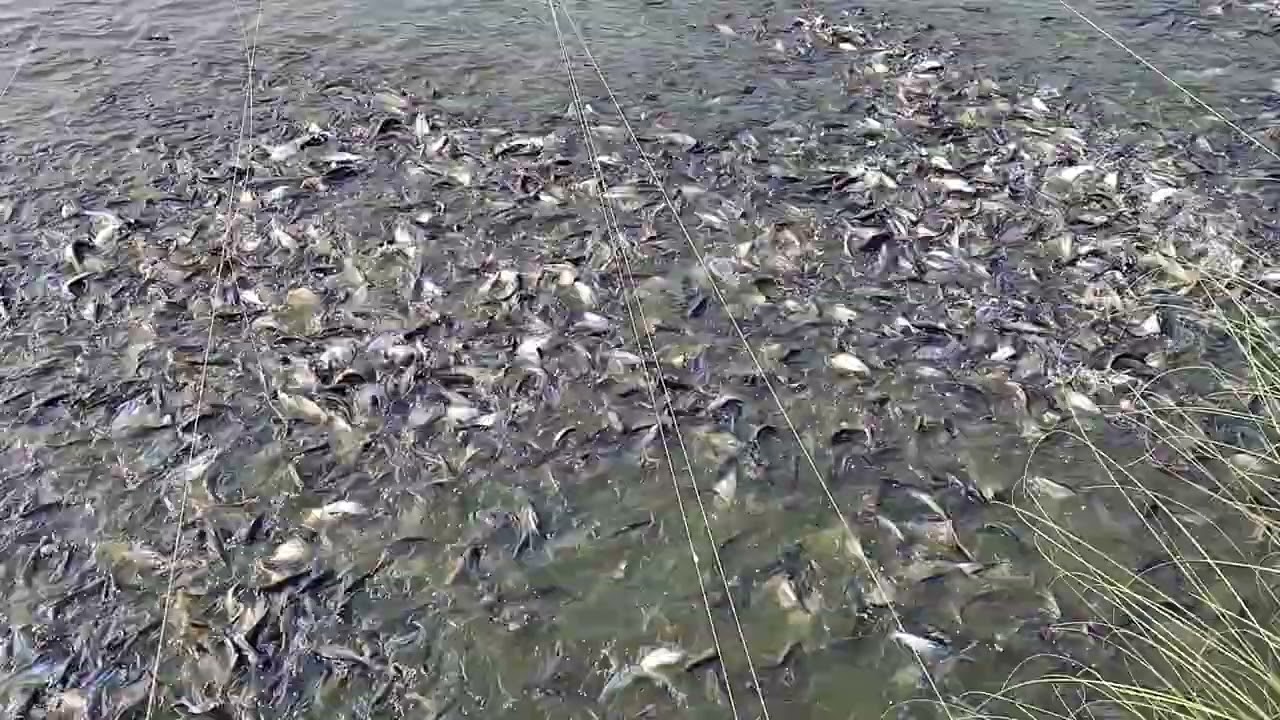 Fish 🐠 feeding karte huye beautiful view तालाब में दाना डालते समय मछली को एक साथ बहुत अच्छा लगा 