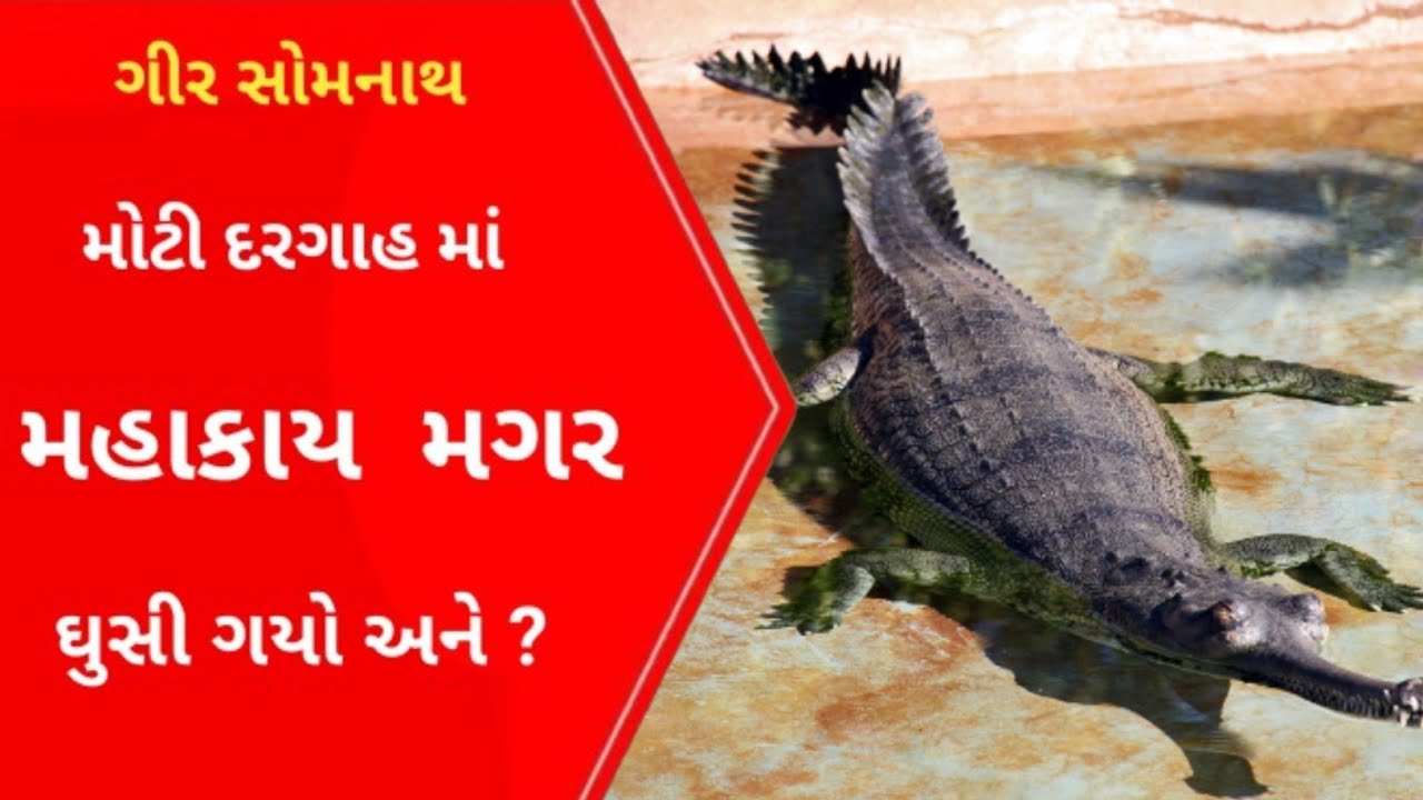 Kodinar દરગાહ માં મગર ઘુસિયો દિલધડક Resque l Gujarati News l Kodinar l Wildlife l Gir l