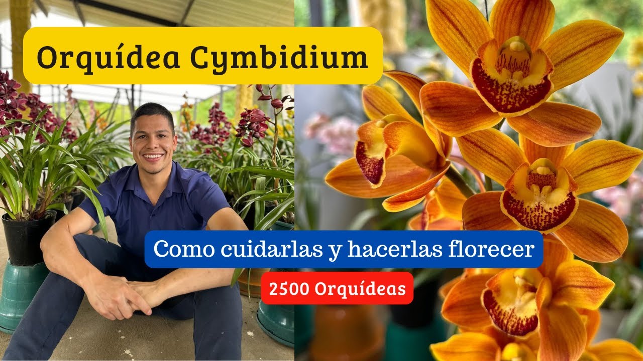 Lo que usted necesita saber de la Cymbidium- Cuidados de la orqu&iacute;dea Cymbidium.