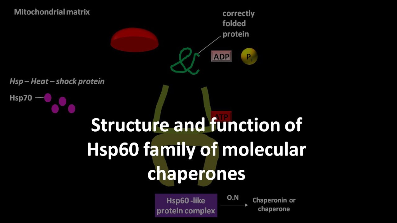 Structure and function of Hsp60 family of molecular chaperones