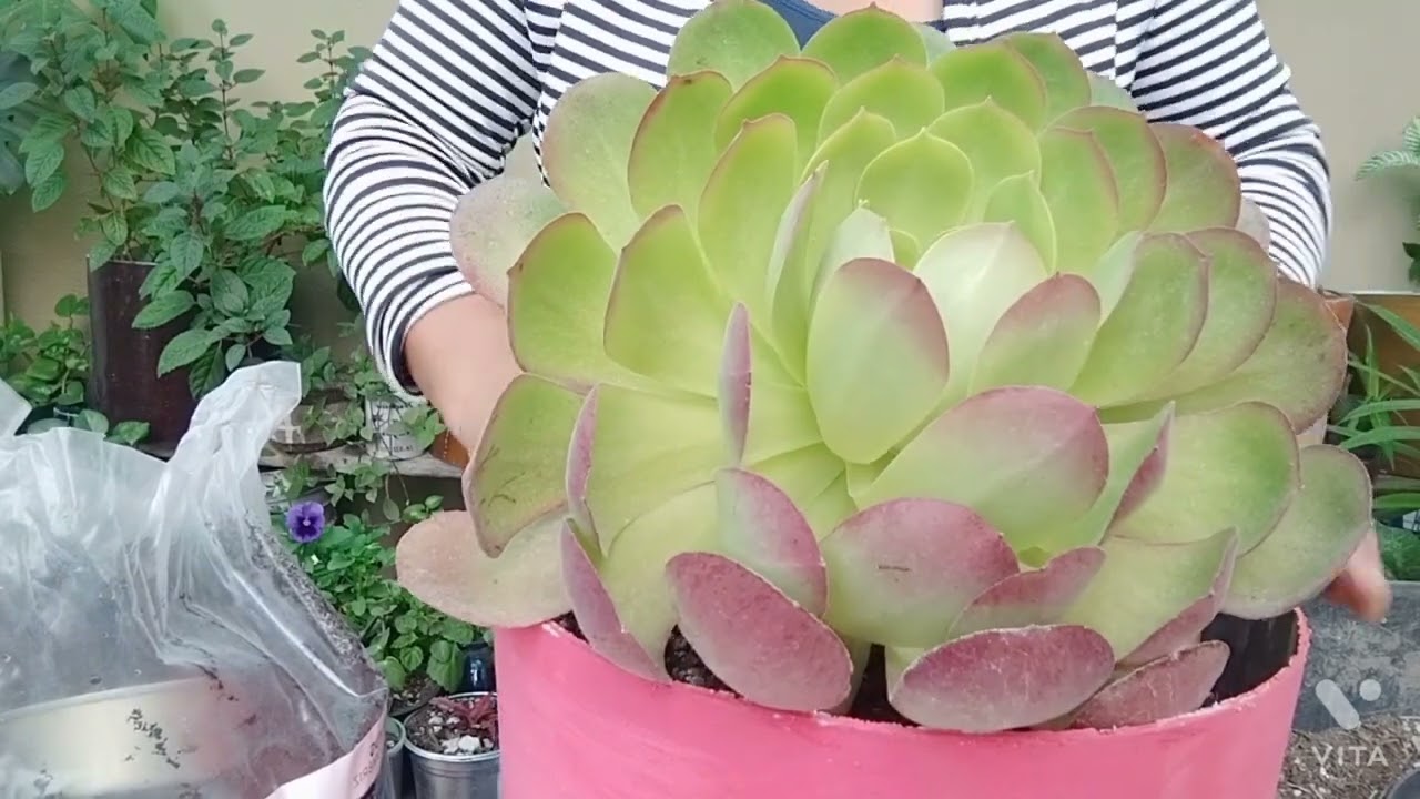 Acompañenme a Trasplantar Aeonium Canariense y Malvon, Malva o Novio🌺☺️