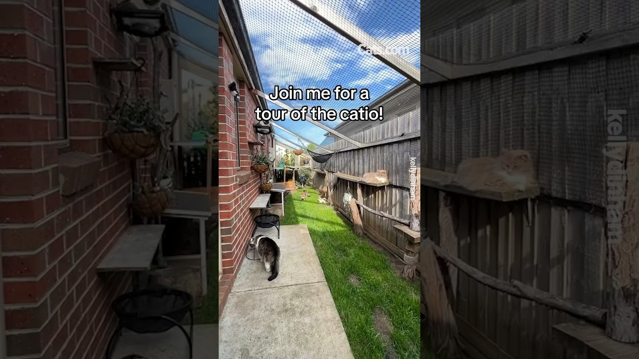 Этот DIY Catio действительно впечатляет! 👏 