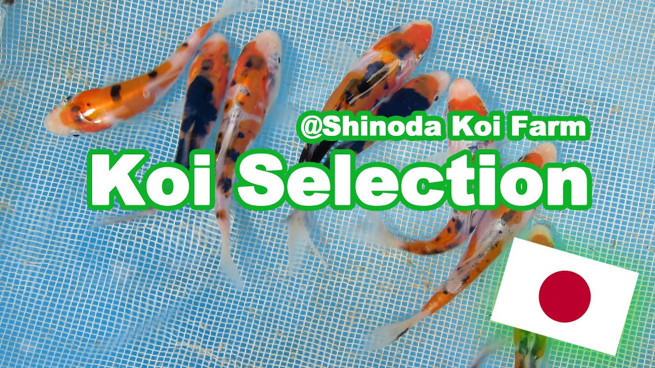 Отбор кои в Shinoda | Как отбирают детенышей кои [KOI SELECTION JAPAN]