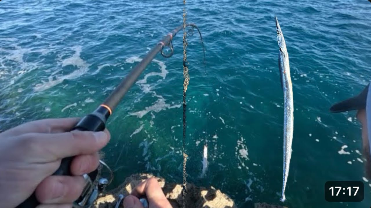 Angeln auf dicke Hornhechte&Barracudas 😱