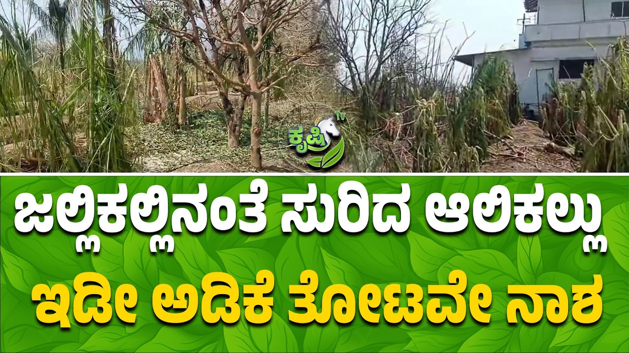 ಜಲ್ಲಿಕಲ್ಲಿನಂತೆ ಸುರಿದ ಆಲಿಕಲ್ಲು ಇಡೀ ಅಡಿಕೆ ತೋಟವೇ ನಾಶ | Hailstorm Destroys Arecanut Farms in Karnataka