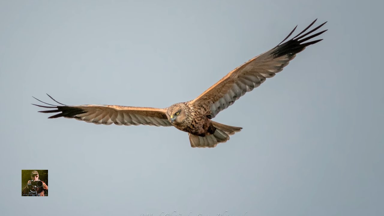 Sony A1 mark2 & the Sensational Greylake Merlin on "Camilla & I"