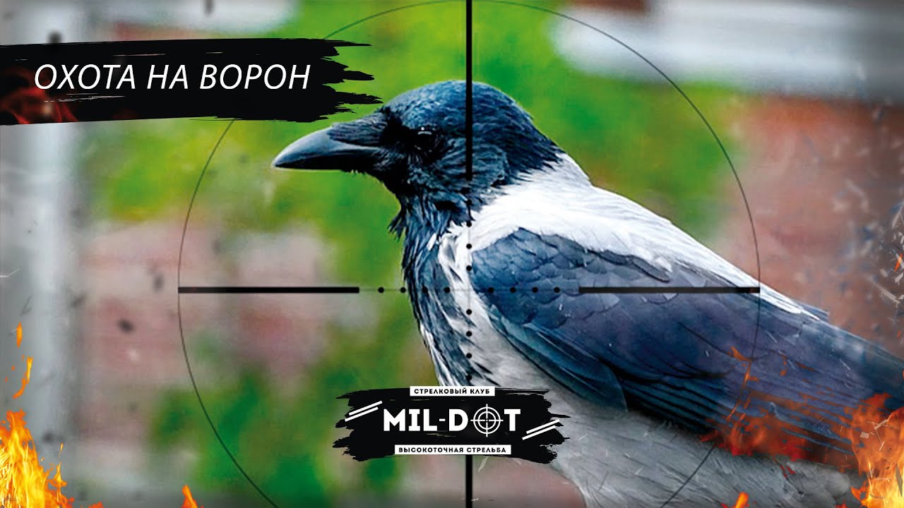 Охота на ворон