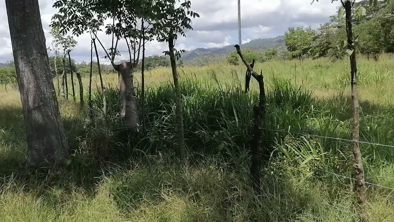 Se vende 12 manzanas en el valle de jamastran  honduras