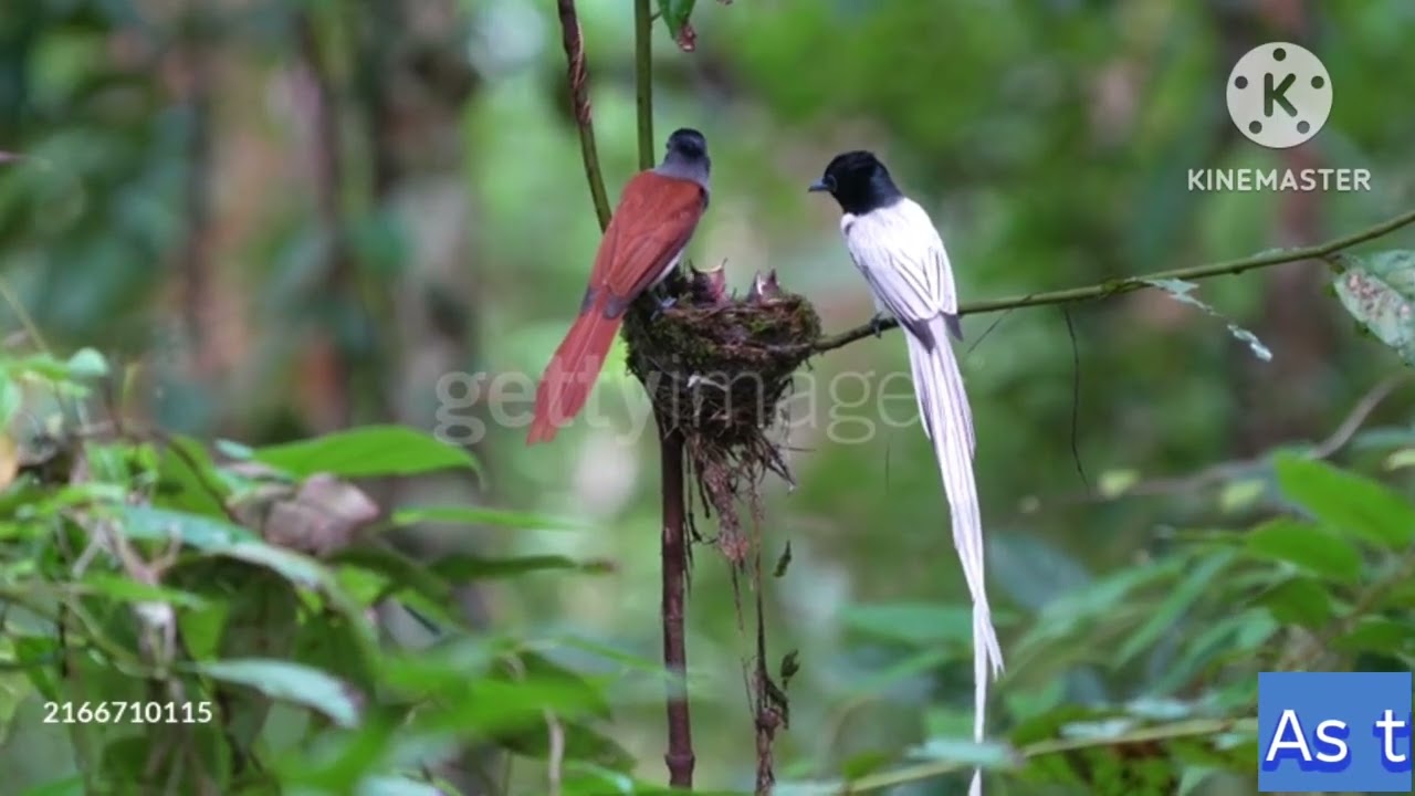 Paradise Flycatcher Birds