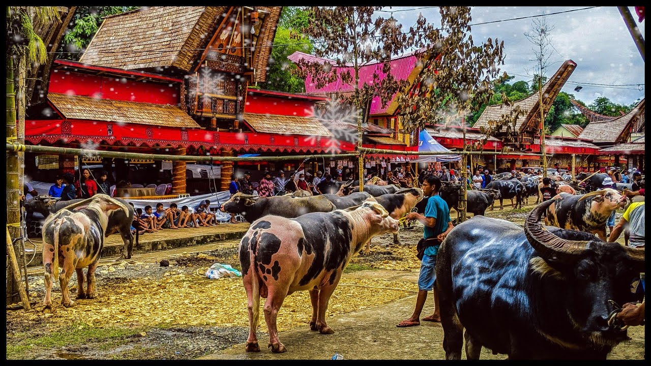 Mantunu Tedong Alm. Ne' Darma Tallung Lipu Ratusan Kerbaunya Sudah Siap Untuk di Korbankan Part 1😎😎😎
