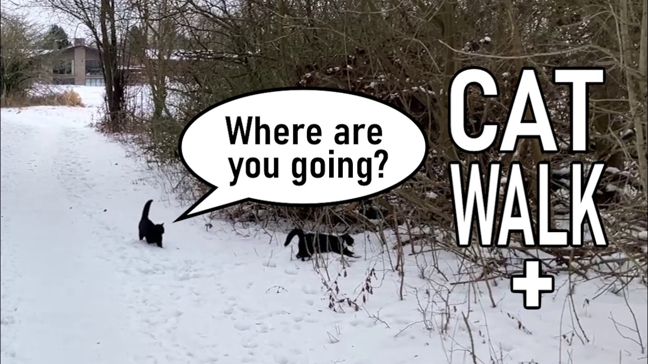 Tuxedo cat gets lost during last walk in frosty weather