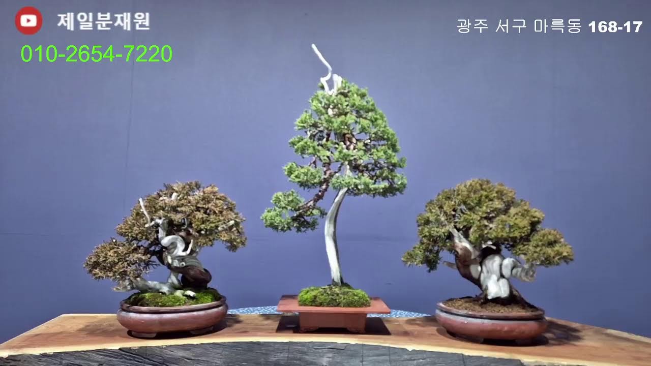 제일분재원 갤러리님의 라이브 방송