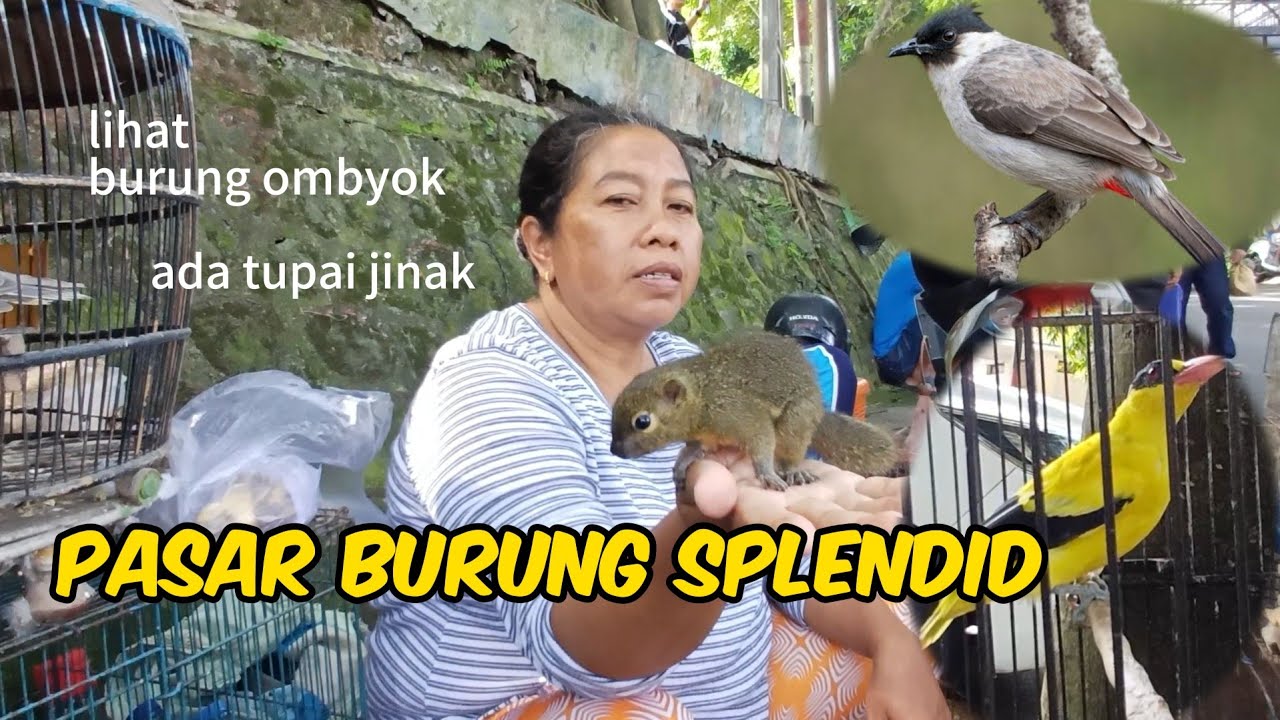 MELIHAT BURUNG OMBYOKAN DI PASAR SPLENDID MALANG