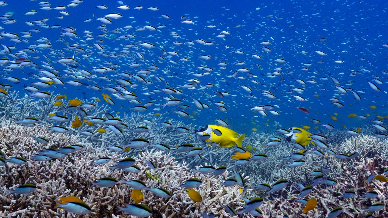 Dense Coral Reef and Fish | Great Barrier Reef 8K Stock Footage RED V-RAPTOR 8K