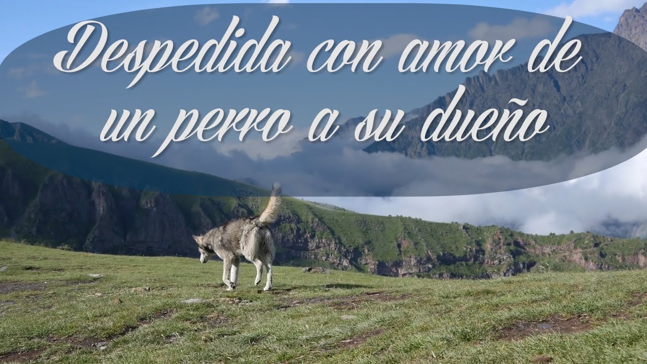 DESPEDIDA CON AMOR DE UN PERRO A SU DUEÑO